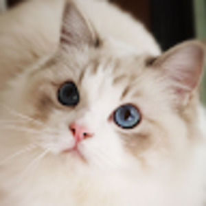 Meet your Posher, Margaret